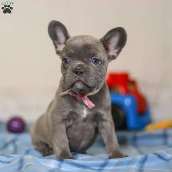 Charlene, Frenchton Puppy